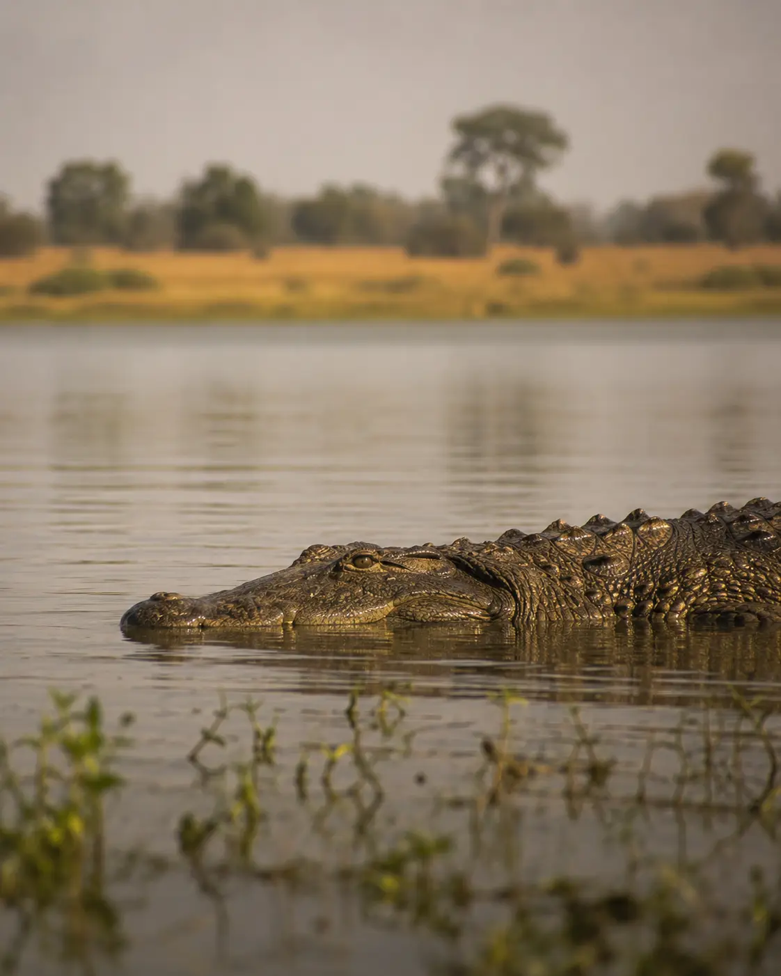 Mugger Crocodile
