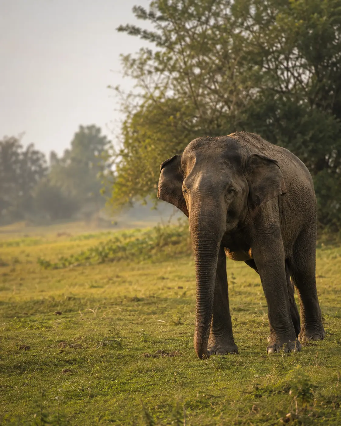 Safari vehicle experience in Udawalawe